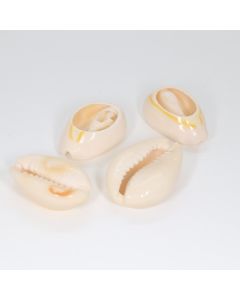 Perla  od školjke oko 22-24x15 mm (  130005 )