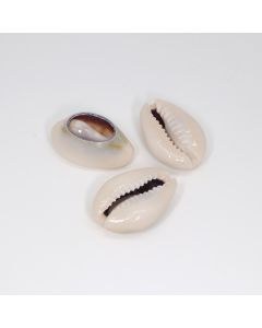 Perla  od školjke oko 22-24x15 mm (  130006 )