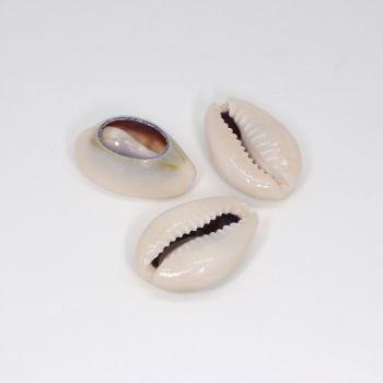 Perla  od školjke oko 22-24x15 mm (  130006 )