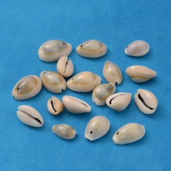 Spiralne Perle od školjke , cowrie shell,  oko 22x15x7mm, rupa 2mm   ( SHE02)
