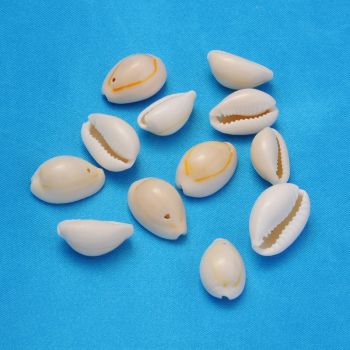Spiralne Perle od školjke , cowrie shell,  oko 15x10x4mm, rupa 2mm   ( SHE03)
