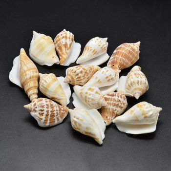  Perle od morske školjke ,40~65x20~25mm, rupa: 1~2mm;  ( SHE05 )
