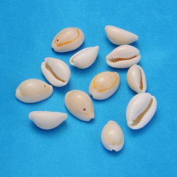Spiralne Perle od školjke , cowrie shell,  oko 15x10x4mm, rupa 2mm   ( SHE03/55)