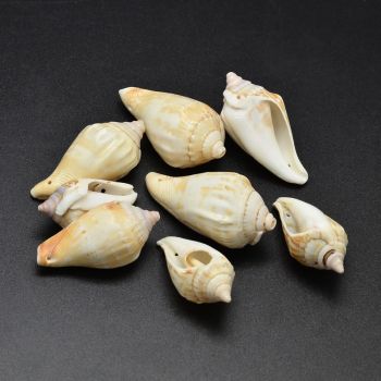  Perle od morske školjke , 31-50x17-25 mm, rupa 1.5 mm   ( SHE04 )