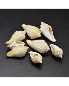  Perle od morske školjke , 31-50x17-25 mm, rupa 1.5 mm   ( SHE04 )